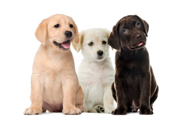 Labrador puppy India